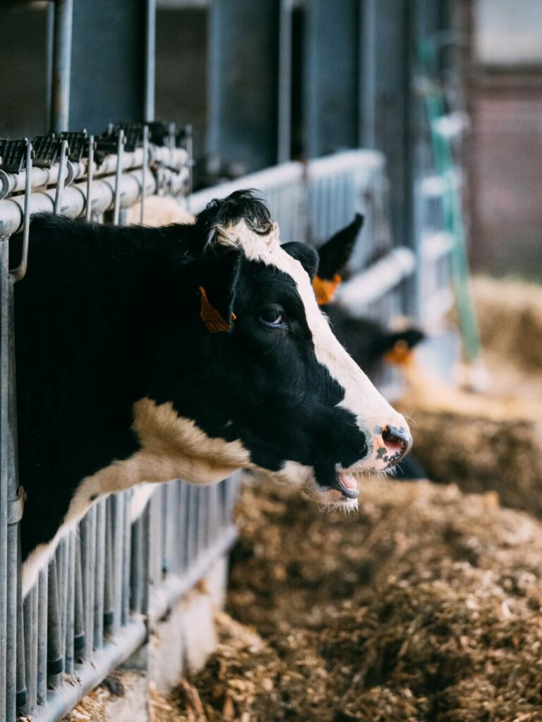 Zulassung neuer Großställe // Shepley: „Keine Aufstockung von Tierbeständen in nährstoffbelasteten Gebieten!“