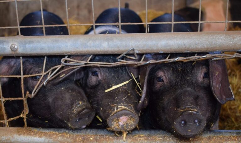 Geplanter Wiederaufbau der Schweinezuchtanlage Alt Tellin // Shepley: „Ankündigung entsetzt mich“